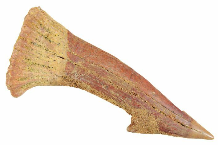 Fossil Sawfish (Onchopristis) Rostral Barb - Morocco #356405